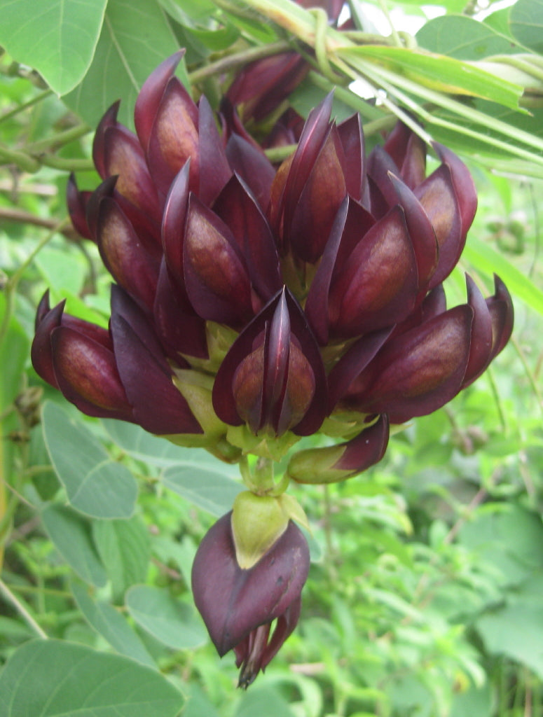 Mucuna Pruiens plant