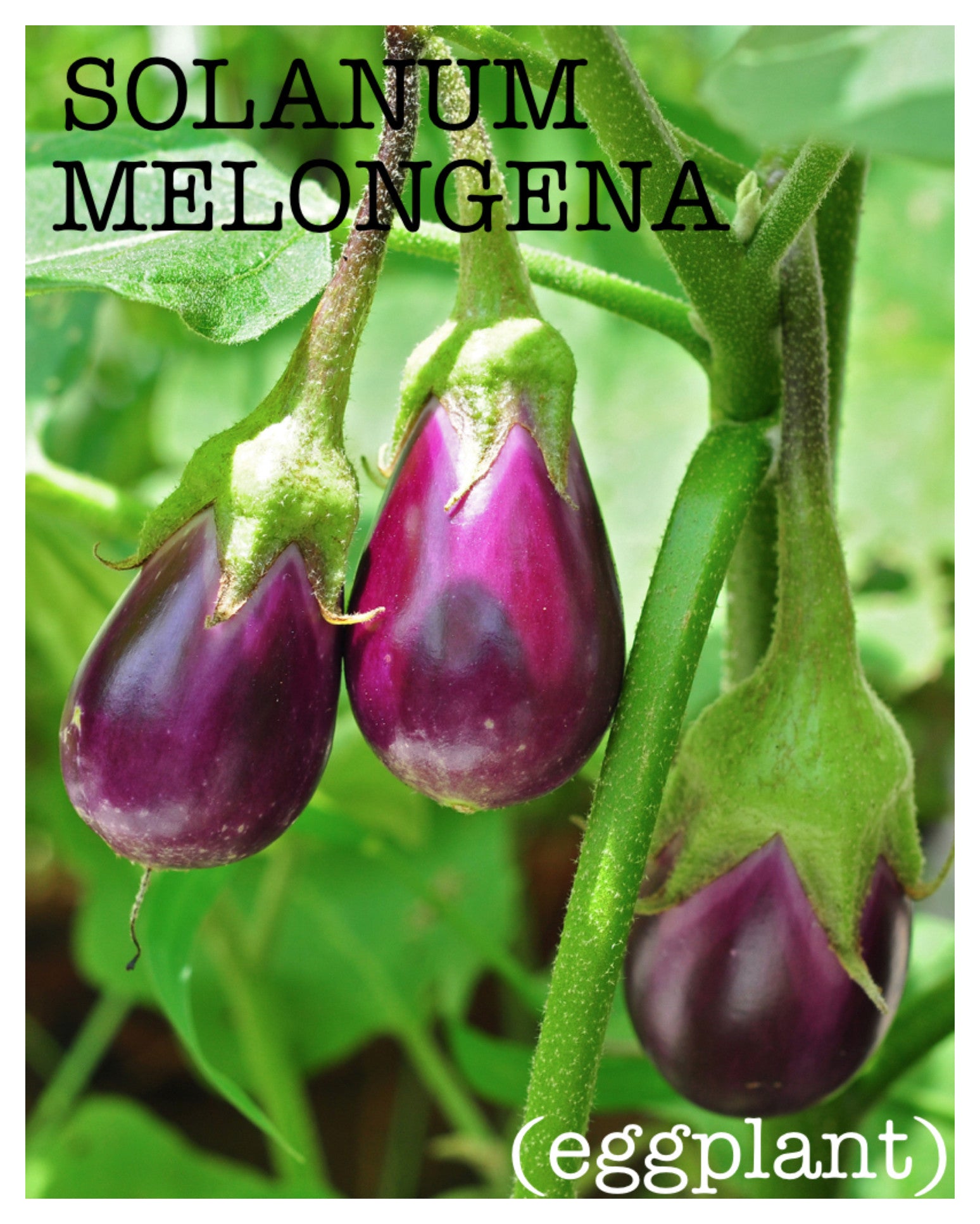 Eggplant Extract, 500 mg, 60 Vegetable Capsules