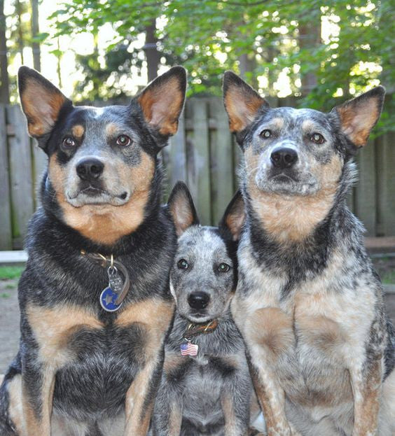 Joint pain relief in a dog testimonial