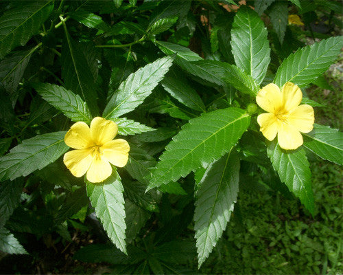 Damiana herb improves sexual performance