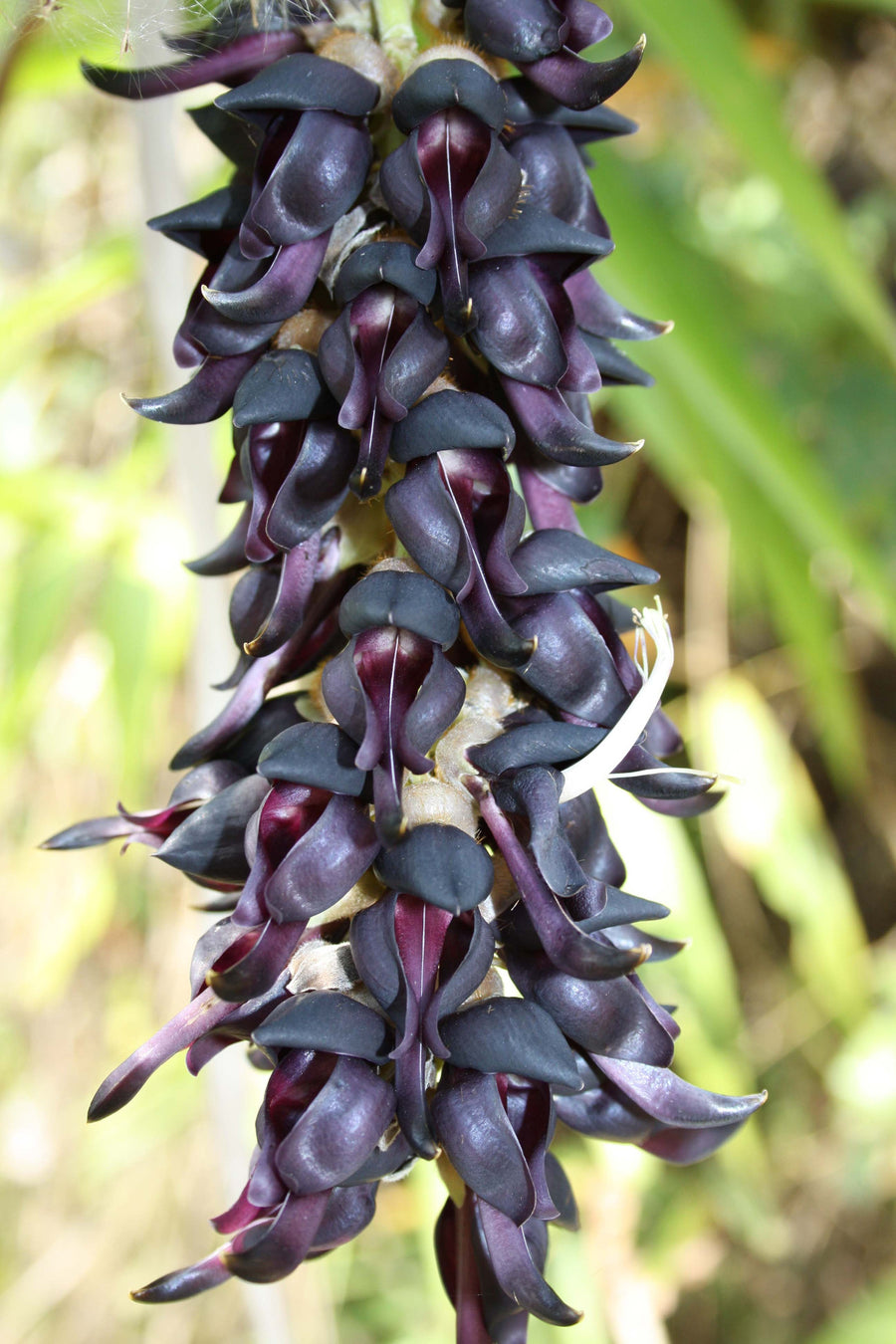 Mucuna pruriens herb for fertility problems