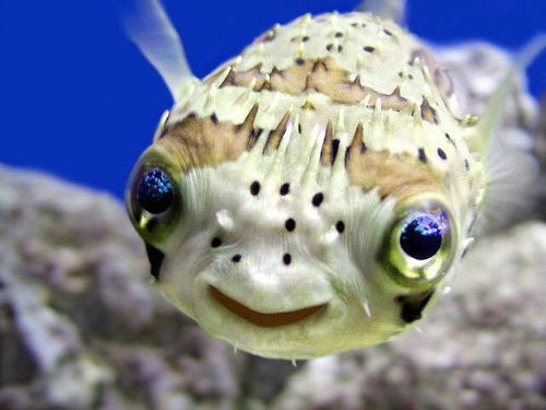 Do fish oils help fight depression?
