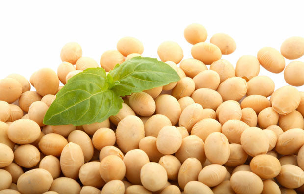 Eating soy and cancer risk