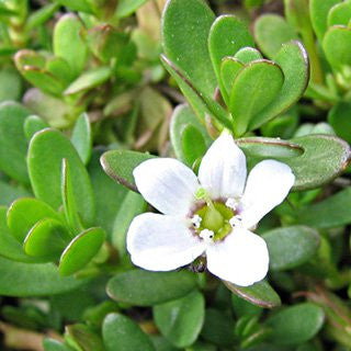 Bacopa monnieri herb for better memory