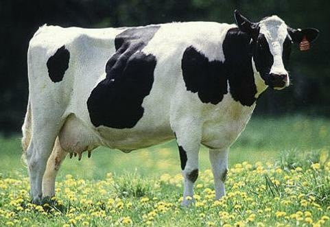 Eliminate dairy products?