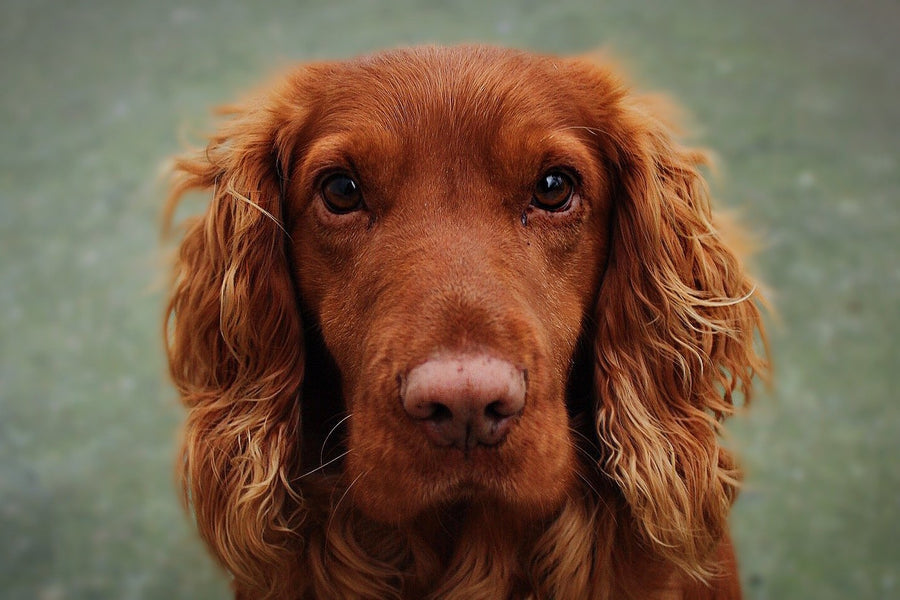 Irish Setter Dog 