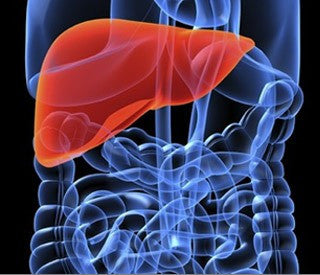 Fast food damages the liver