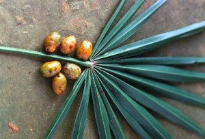 Safety of saw palmetto herb