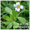 Bacopa Extract, 225 mg, 60 Vegetable Capsules