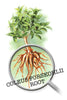 Forskolin (Coleus Forskohlii) Extract, 100 mg, 60 Vegetable Capsules