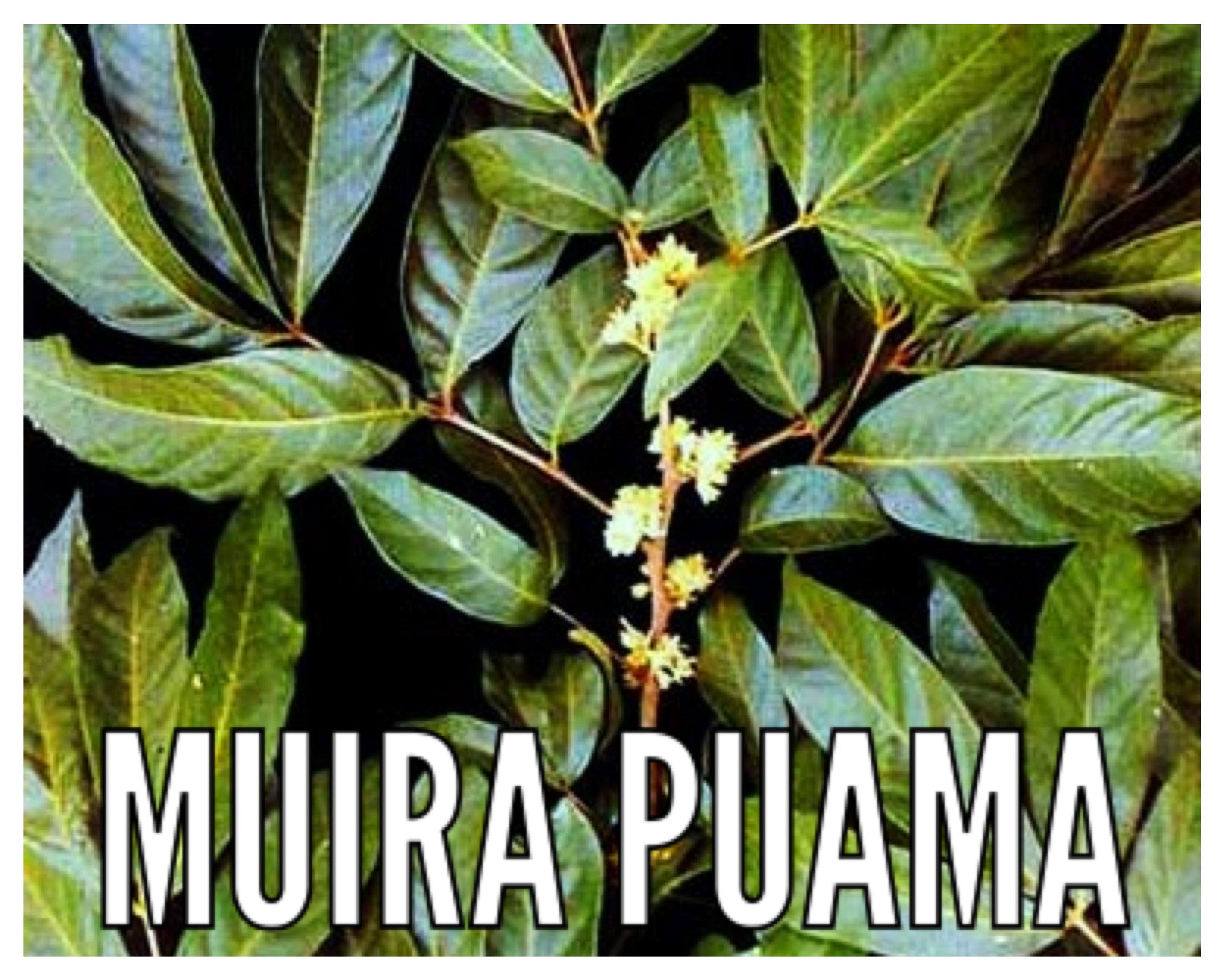 Muira Puama, 500 mg, 60 Vegetable Capsules
