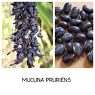 Mucuna Pruriens Extract, 15% L-Dopa, 200 mg, 60 Vegetable Capsules